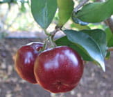 acerola cherry super-food